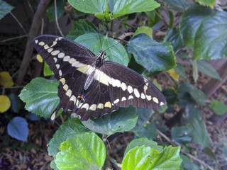Fototapeta premium Giant Swallowtail Butterfly (Papilio cresphontes)