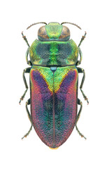 Beetle Anthaxia bicolor bicolor