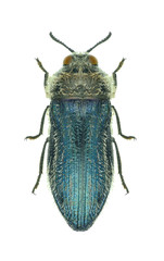 Beetle Acmaeoderella villosula