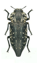 Metallic wood borer Capnodis excisa excisa
