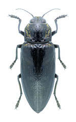 Beetle Chalcophora detrita