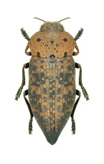 Metallic wood borer Capnodis tenebricosa tenebricosa
