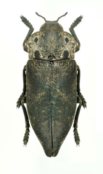 Metallic wood borer Capnodis tenebrionis