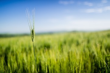 Highest wheat stem in the green field, with blurred background