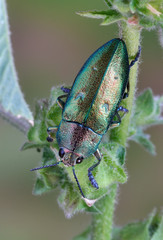Beetle Chalcophorella stigmatica