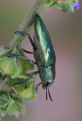 Beetle Chalcophorella stigmatica