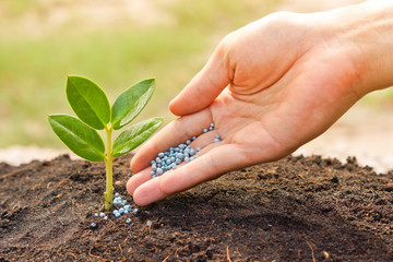 a hand giving fertilizer to a young plant / planting tree