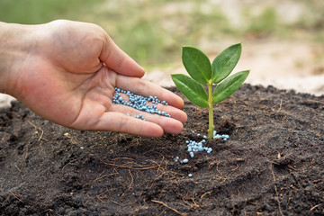 hand giving fertilizer to a young plant / planting tree