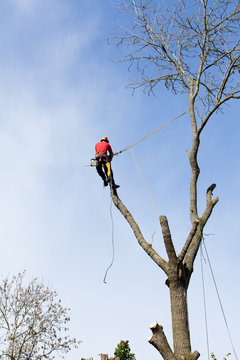 An arborist cutting a tree with a chainsaw
