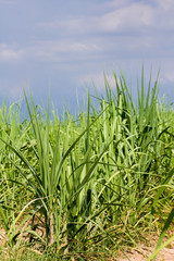 sugarcane field