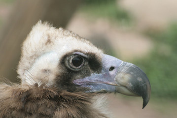 Geier