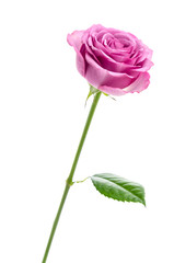Pink rose isolated on white