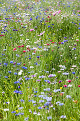 flower meadow