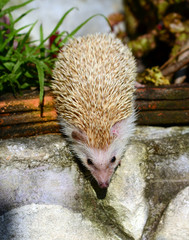 Hedgehog