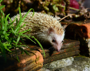 Hedgehog