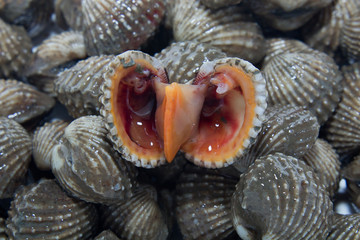 Fresh Shellfish Blood Cockles