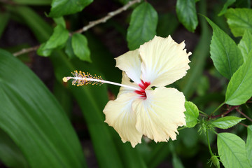 Flor de las Islas Maldivas