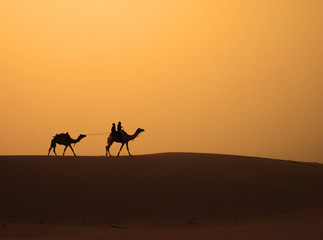 Fototapeta na wymiar Camels walking across the sand dune