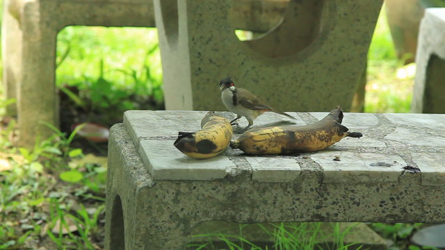 bird eating banana in garden