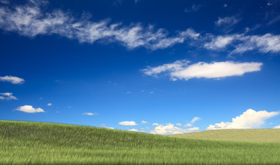 Field,tree and blue sky