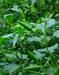 Green chilli pepper plant, very hot.