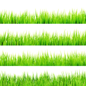 Fresh spring green grass Isolated On White. EPS 10