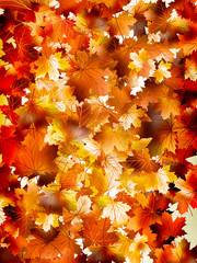 Colorful background of autumn leaves. EPS 10