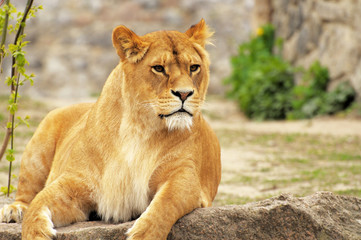 Lioness.