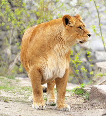 Lioness.