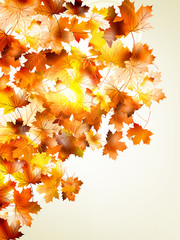 Fototapeta na wymiar Autumnal leaf of maple and sunlight. EPS 10