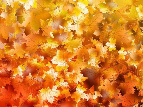 Colorful autumn leaves. EPS 10