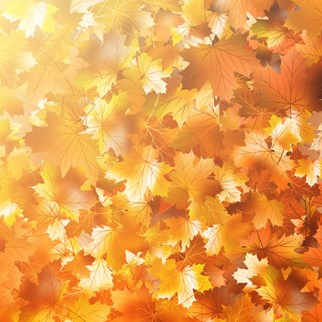 Autumnal leaf of maple and sunlight. EPS 10
