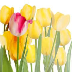 Obraz premium Bunch of tulips isolated on white. EPS 10