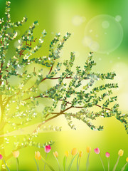 Tulip garden or field in spring. EPS 10 vector