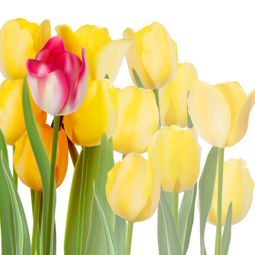 Bunch of tulips isolated on white. EPS 10