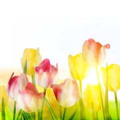 Beautiful tulips in spring time. EPS 10
