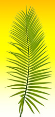 feuille de palmier sagoutier