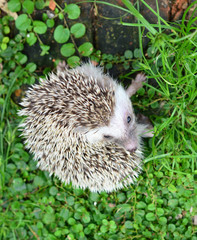 Hedgehog