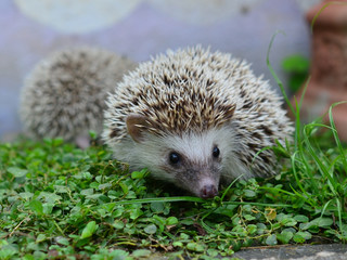 Hedgehog
