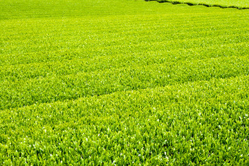 Green tea farm