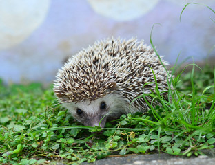 Hedgehog