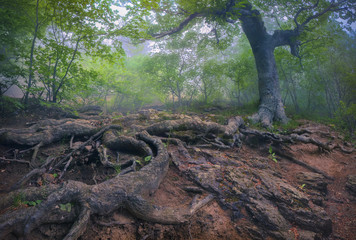 Tree with giant roots in the misty forest.