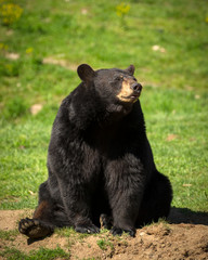 Naklejka premium Large Eastern Black Bear Sitting Down in Field