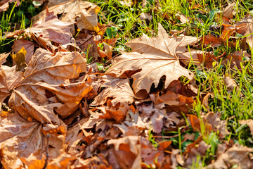 orange leaves