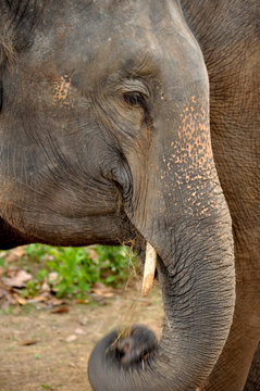 ivory of asia elephant