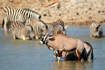 Fototapeta na wymiar Gemsbok i zebra w wodzie, Estosha Park Narodowy