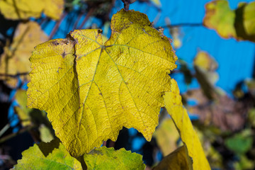 Autumn Grapevine Color