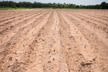 Cultivated area Cassava in Thailand