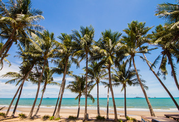 Fototapeta na wymiar Beach with coconut tree in blue sky