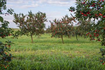 Fototapeta na wymiar cherries on orchard tree